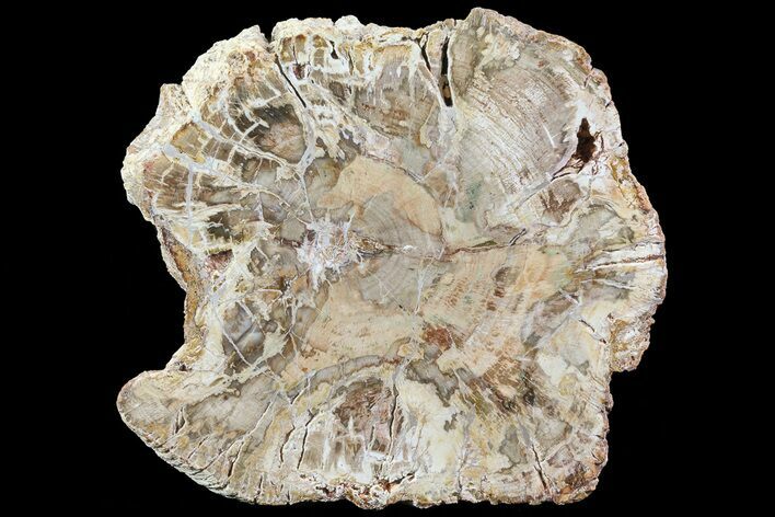 Petrified Wood (Araucaria) Slice - Madagascar #69397